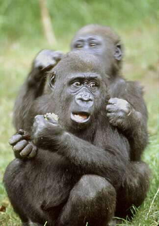 young_gorillas.jpg
